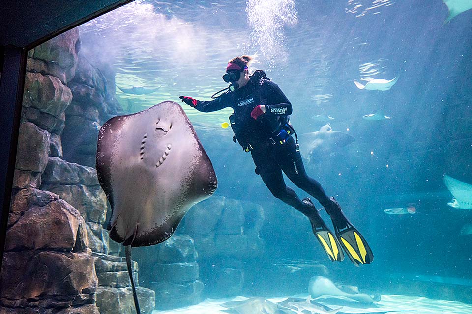 Gatlinburg has a large backyard, The Great Smoky Mountains National Park - Ripleys Aquarium Gatlinburg